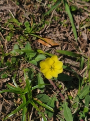 Oenothera laciniata