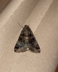 Melipotis trujillensis