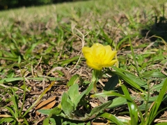 Oenothera laciniata