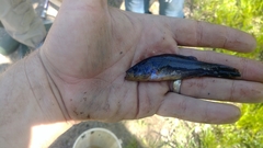 Aphredoderus sayanus