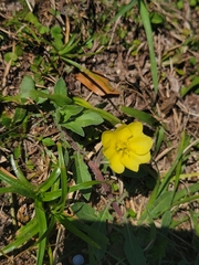 Oenothera laciniata