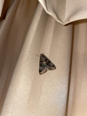 Melipotis trujillensis