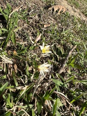 Nothoscordum bivalve