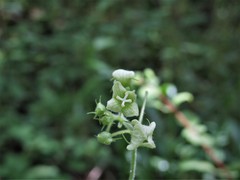 Microsechium helleri