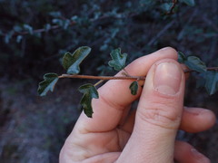Fremontodendron