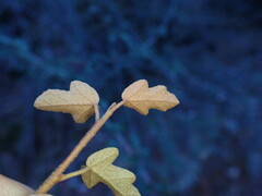 Fremontodendron