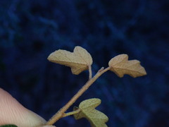 Fremontodendron