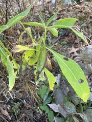Verbesina alternifolia