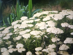 Achillea crithmifolia