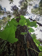 Microsechium helleri