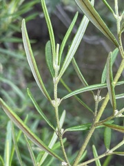 Bertya pedicellata