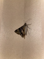 Melipotis trujillensis