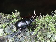 Geotrupidae