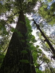 Microsechium helleri