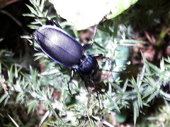 Carabus purpurascens