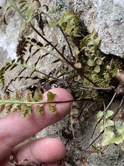 Asplenium bradleyi