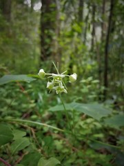 Microsechium helleri
