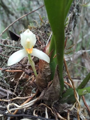 Maxillaria hedwigiae, photograph 6