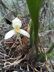 Maxillaria hedwigiae, photograph (c) josebarrientos, some rights reserved (CC BY)