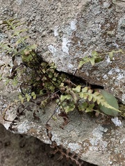 Asplenium bradleyi