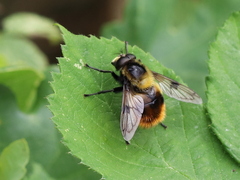 Volucella bombylans