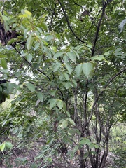 Bridelia leichhardtii