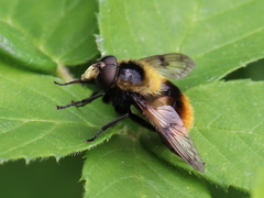 Volucella bombylans