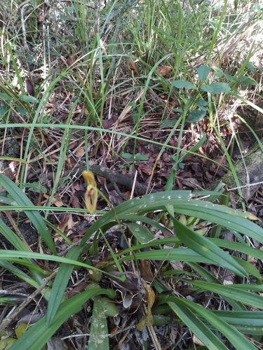 Maxillaria lineolata, photograph 4