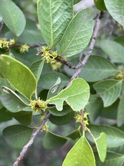 Bridelia leichhardtii
