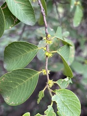 Bridelia leichhardtii