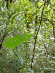 Microsechium helleri