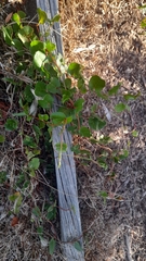 Muehlenbeckia adpressa