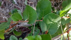 Muehlenbeckia adpressa