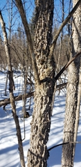 Fraxinus nigra