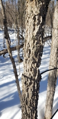 Fraxinus nigra