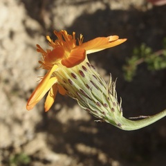 Adenophyllum speciosum
