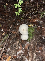 Agaricus