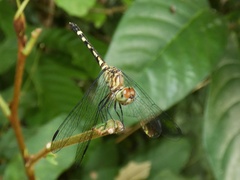 Micrathyria ocellata