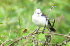 Fluvicola albiventer