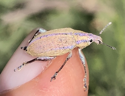 Platyaspistes glaucus
