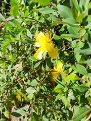 Hypericum frondosum