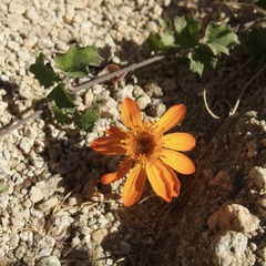 Adenophyllum speciosum