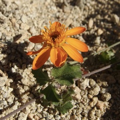 Adenophyllum speciosum