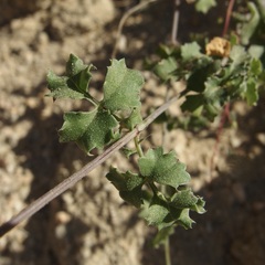 Adenophyllum speciosum