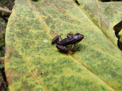 Leucostethus brachistriatus