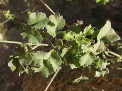 Adenophyllum speciosum