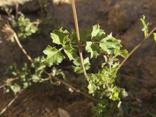 Image of Adenophyllum speciosum by (c) Sue Carnahan, some rights reserved (CC BY)