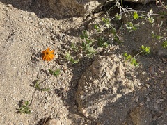 Adenophyllum speciosum