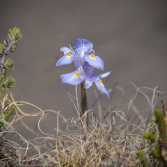 Moraea alpina