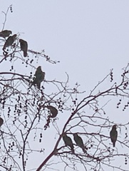 Amazona viridigenalis